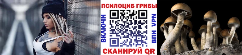 купить   Циолковский  Галлюциногенные грибы мицелий 